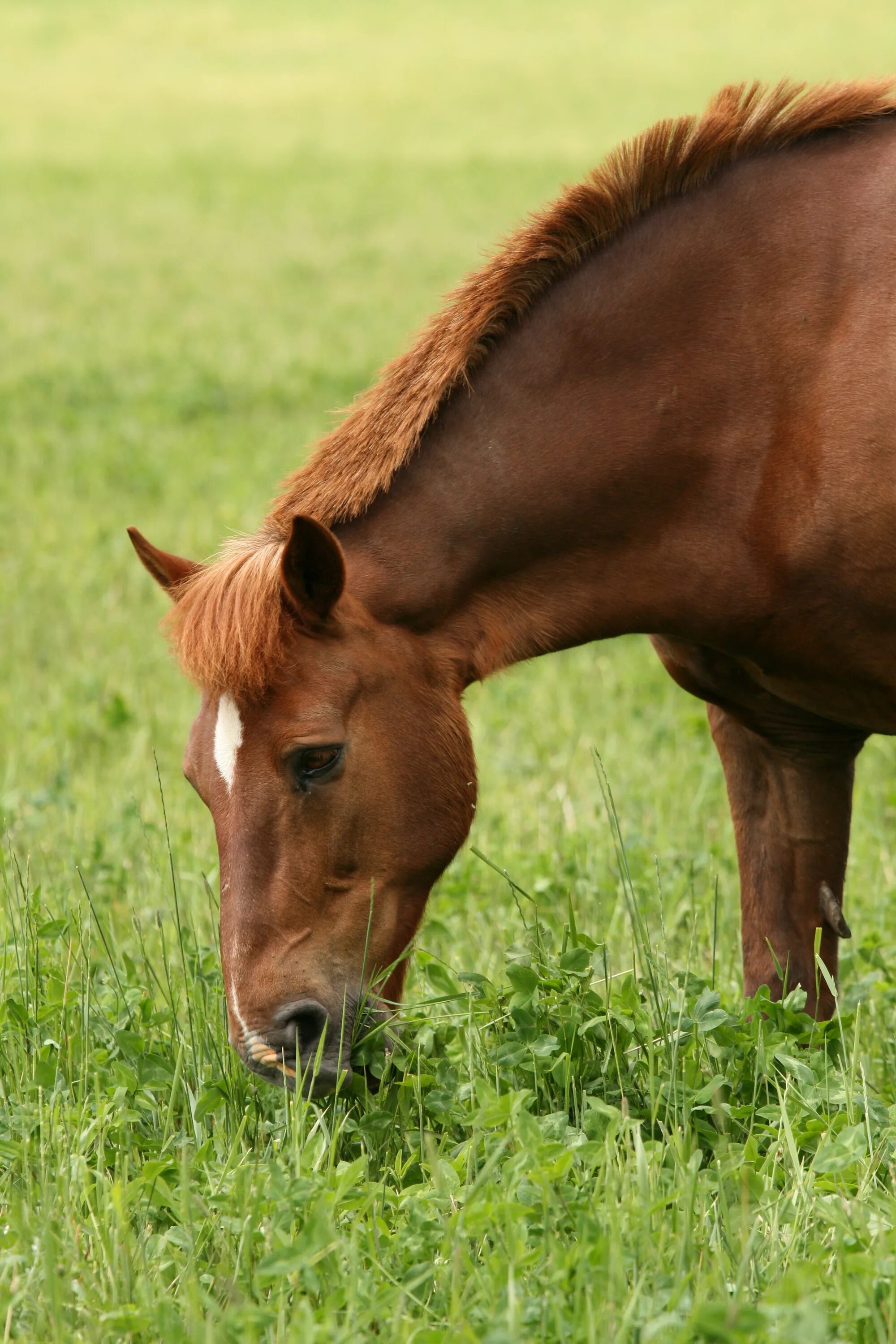 Лошадки существуют. Лошадь. Лошадь ест траву. Коричневый конь. Лошадь жует траву.