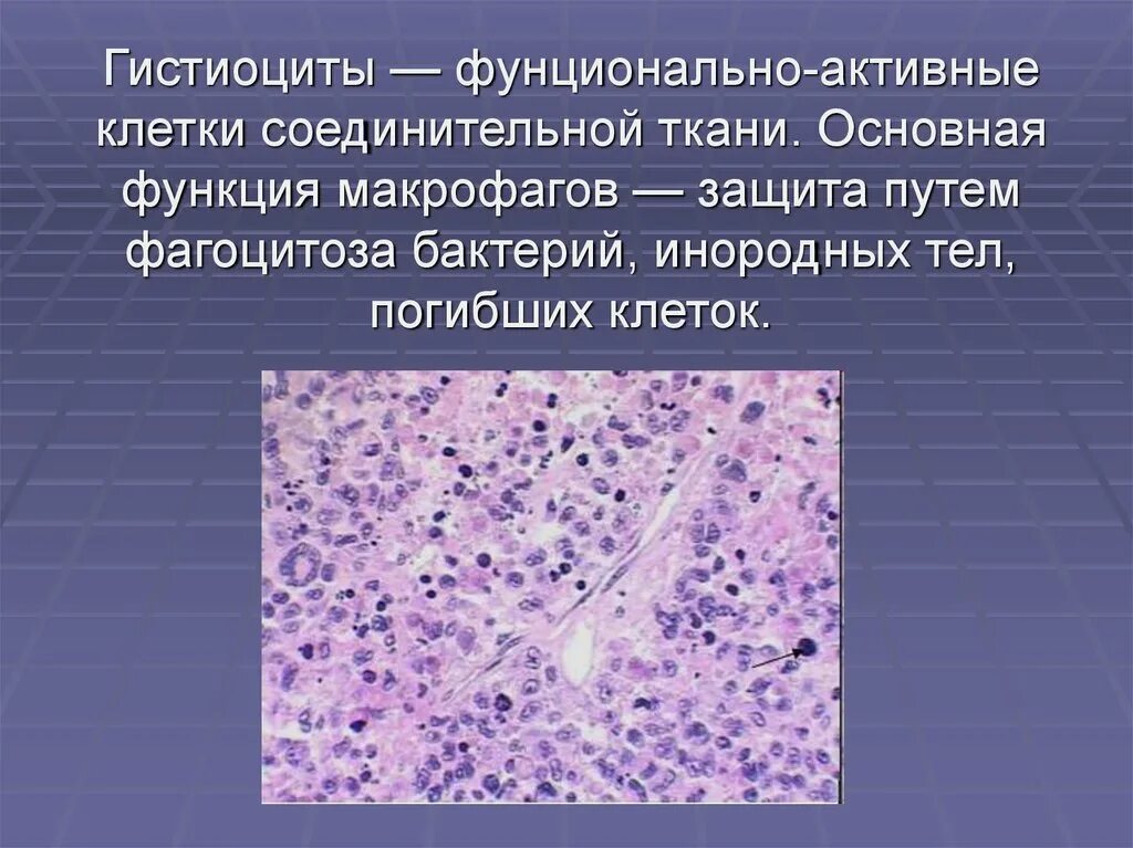 Гистиоциты соединительной ткани. Функции гистиоцитов соединительной ткани. Макрофаги гистология. Функции макрофагов соединительной ткани. Макрофаги в тканях