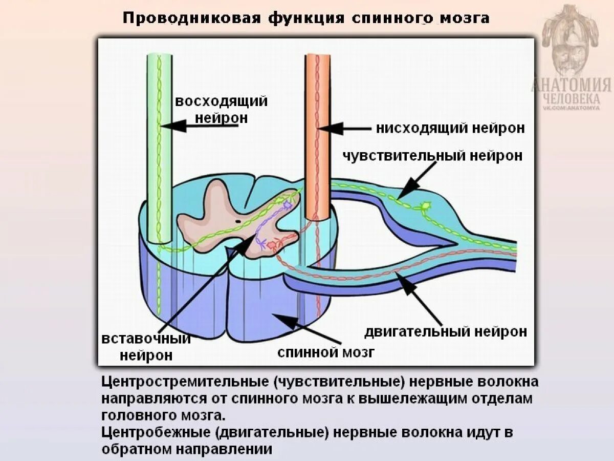 Вещество спинного мозга выполняющие проводниковую функцию. Проводниковая функция спинного мозга. Функция спинного мозга проводниковая функция. Схема проводниковой функции спинного мозга. Проводящая функция спинного мозга.