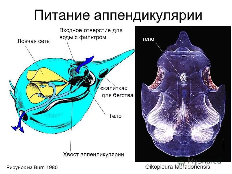 Аппендикулярии