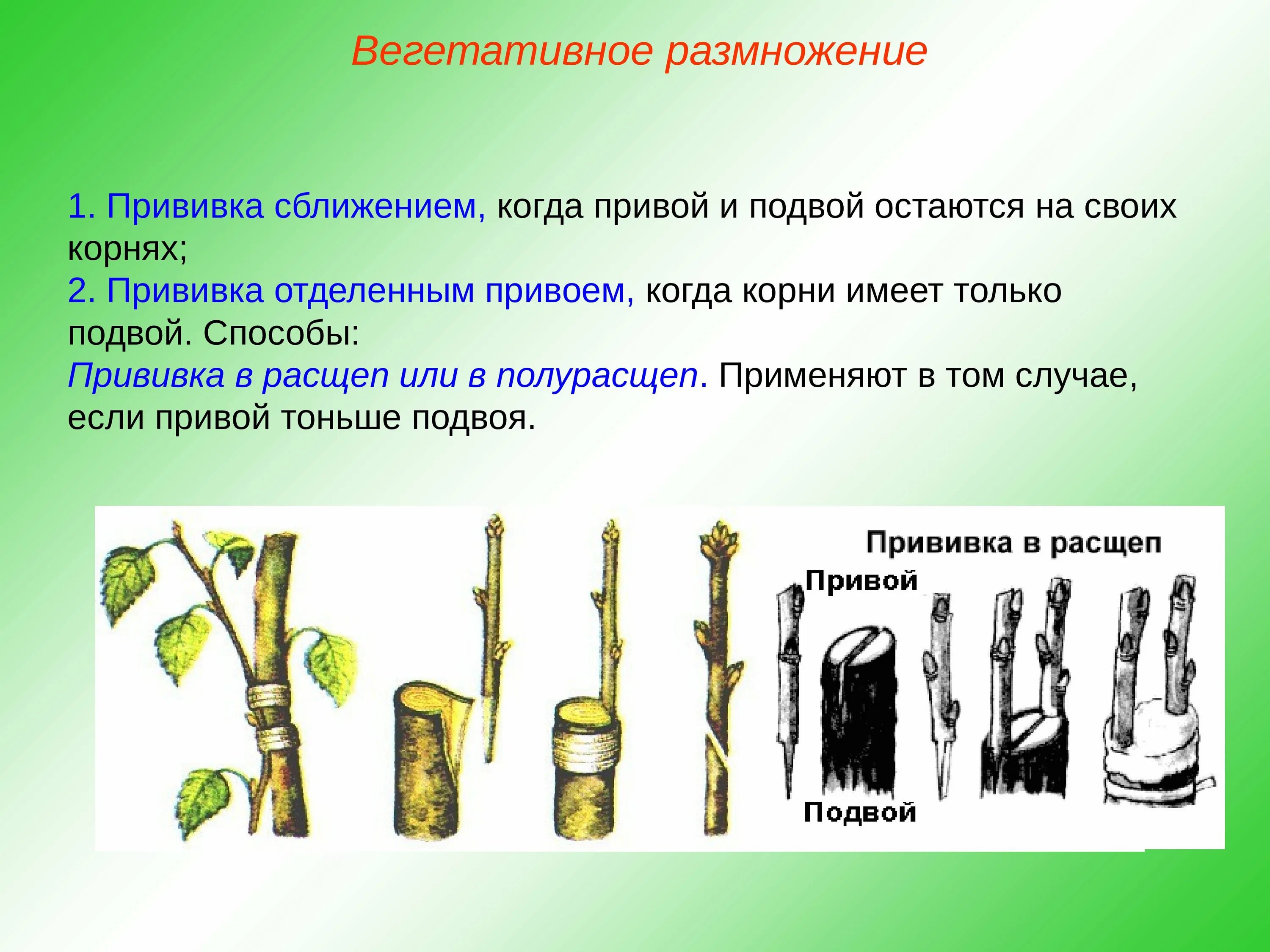 Вегетативное размножение прививкой отводками. Что такое привой и подвой у растений. Вегетативное размножение прививкой рисунок. Размножение растений прививками.