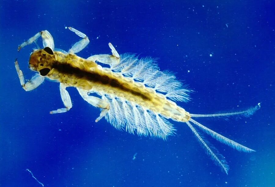Личинка развивается в воде. Личинки поденок (ephemeroptera). поденка насекомое личинка. отряд ephemeroptera – поденки, личинки. поденка обыкновенная личинка.