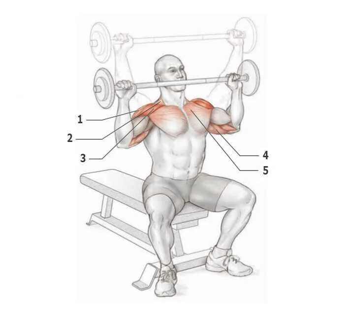 Упражнения на средние плечи. Упражнения на переднюю дельту плеча в тренажерном зале. Тренировка для дельтовидных мышц в зале. Дельты мышцы упражнения. Как качать плечи штангой.