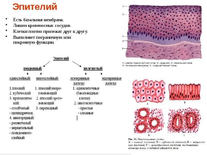 Эпителиальная ткань строение и функции. Камбиальный слой эпителия. Форма клеток многослойного эпителия. Нижний слой клетки. Однослойный плоский неороговевающий эпителий препарат.