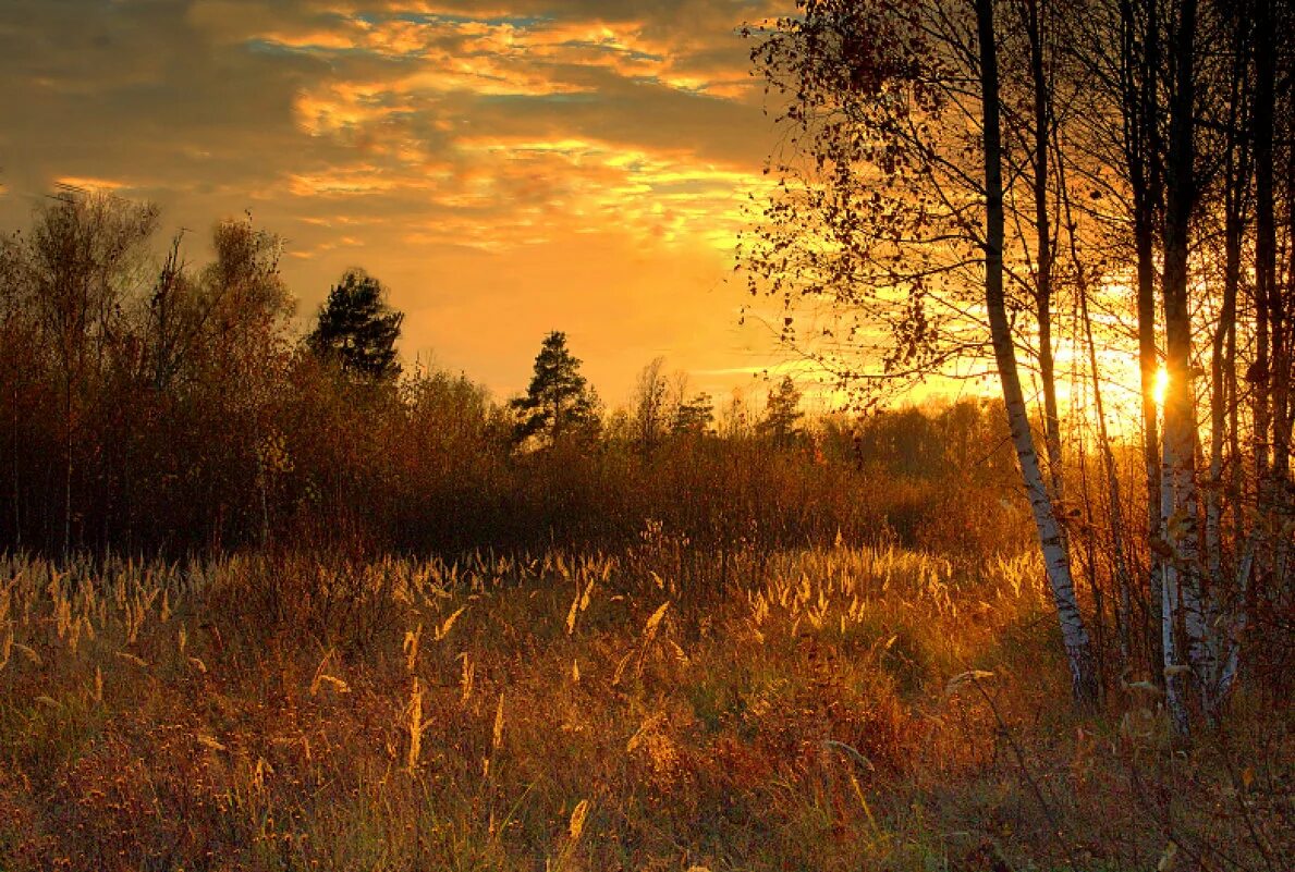 закат в лесу. закат в лесу. закат в лесу. осенний лес закат. лучезарный вечер лес.