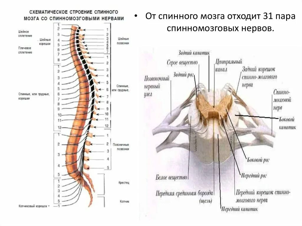 От спинного мозга отходит пара. Строение спинного мозга вид сбоку. строение спинного мозга внешнее строение. строение спинного мозга корешки анатомия. корешки спинного мозга схема.