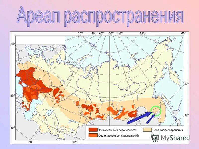 Время получило распространение и в. Липа ареал распространения. Ореол распространения. Ариал распространения. Зона распространения.