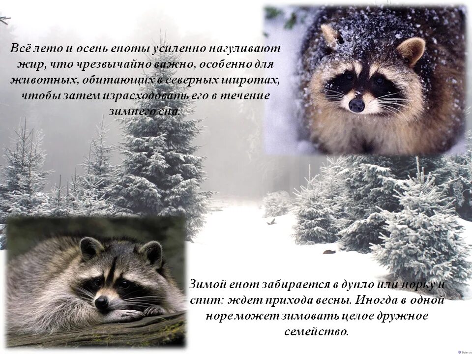 Зимой еж барсук. Енот спит зимой. енот впадает в спячку зимой.