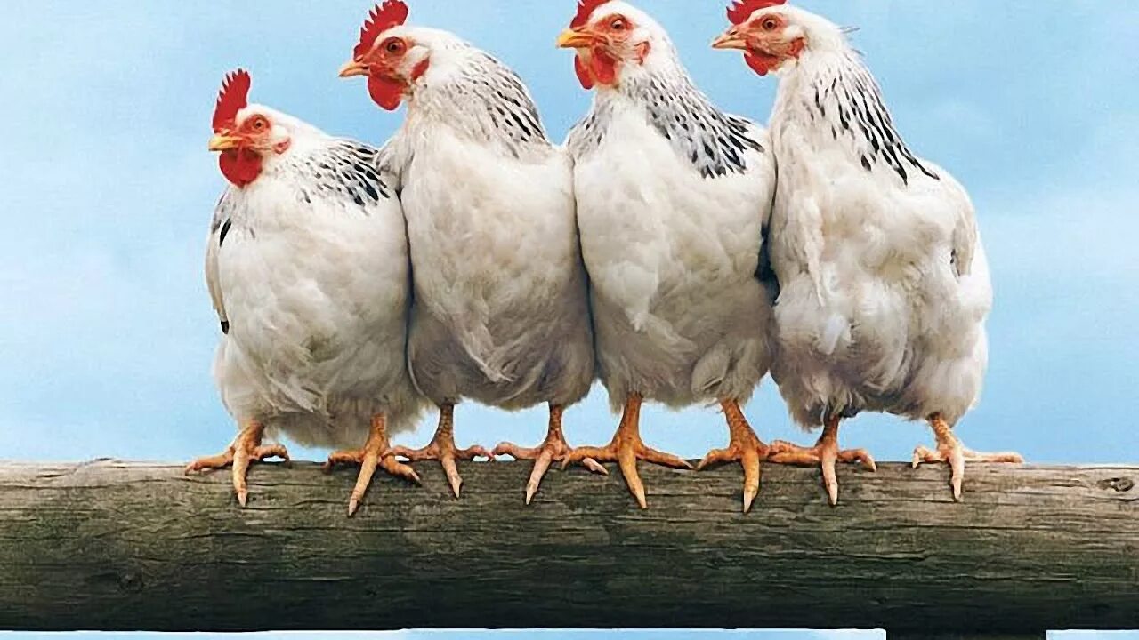 Разные курицы фото in this random rambling thread we post random pictures chickens Maran chickens,