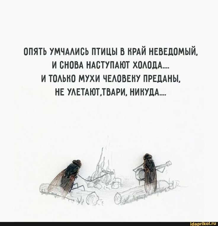 Цитаты про холод. Опять умчались птицы в край неведомый. и только мухи человеку преданы. холода и только мухи человеку преданы. анекдоты про мух.