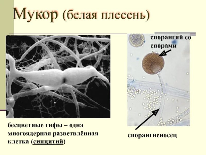 Примеры мукора. Строение гриба рода Mucor. Строениялесневого гриба мукор». Строение одноклеточного гриба мукора. Строение мицелия мукора.