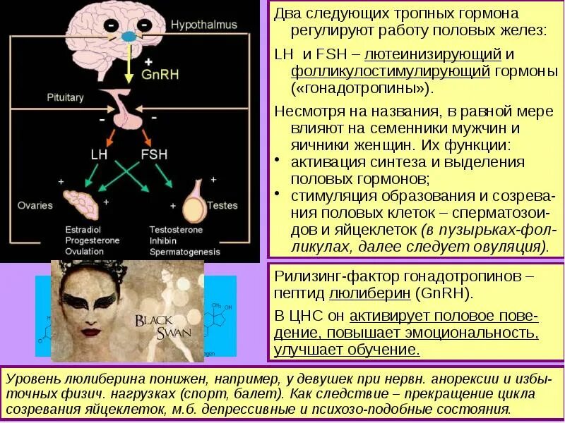 Лютеинизирующий и фолликулостимулирующий гормон регулируют. Функции лютеинизирующего гормона. Гонадотропный гормон регулирует работу половых желез. Гонадотропные гормоны физиология ЦНС.