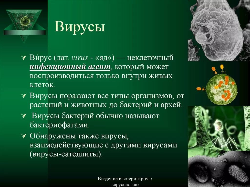 Вирус ковид отнесен к группе. Вирусы презентация. Информация о вирусах. Описание вируса. Вирусы биология.