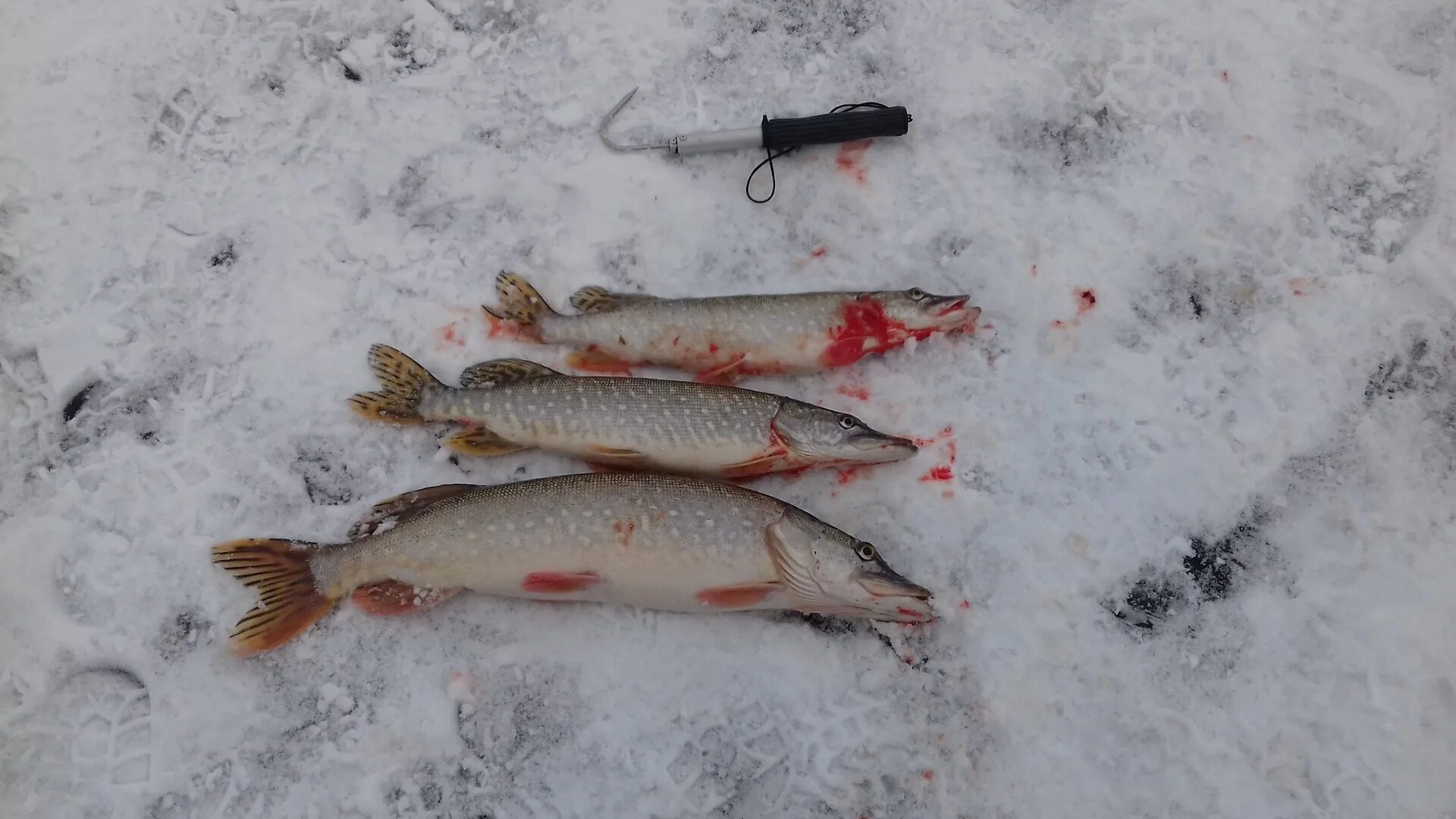 Ловля щуки зимою видео. Зимняя рыбалка на щуку. Рыбалка на щуку зимой. Фото щуки зимой. Ловля щуки зимой в Хабаровске.