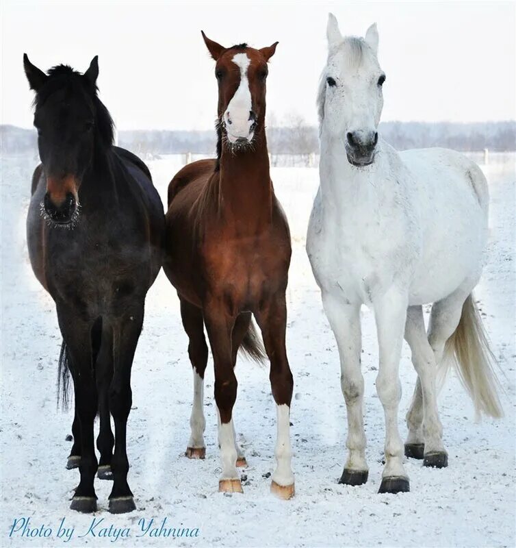 Три лошадки. Три лошади. Тройка белых лошадей. Лошади разных цветов. Много лошадей.