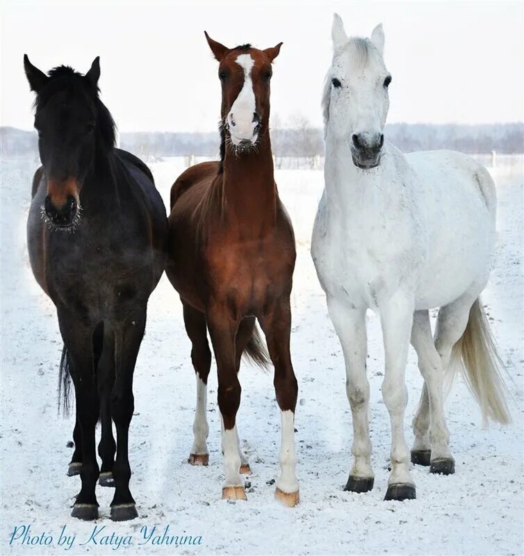 много лошадей. очень красивые лошади. красивые лошади. лошадь фото. картины с лошадьми на природе.