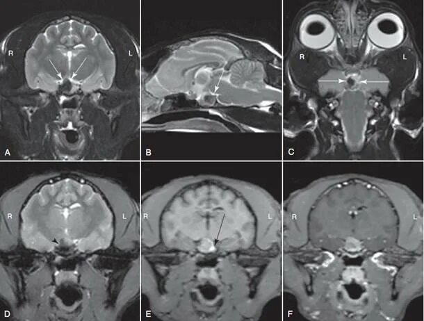 Мрт мозга собаке. Магнитно-резонансная томография (мрт) гипофиза. Кт МОПСА компьютерная томография. Мрт головного мозга собаки в норме.