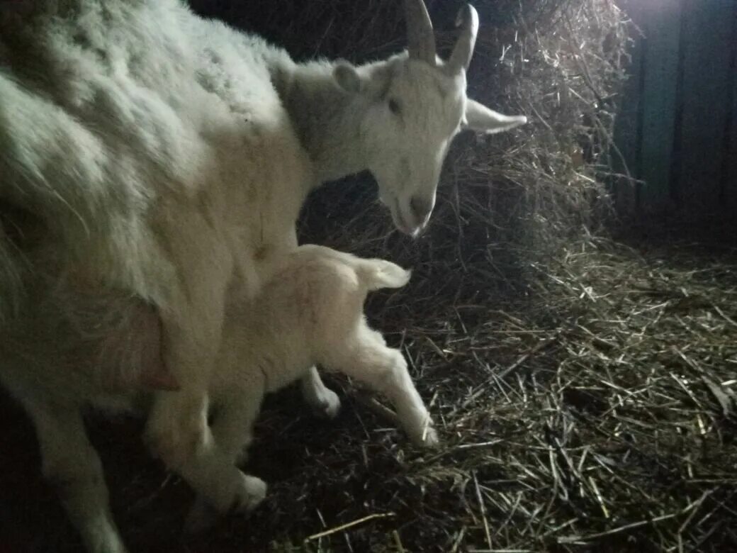 Козлята 3 недели. Молодая коза. Белые козы и козлята. Коза и три козленка.