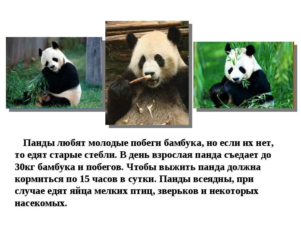 Большая панда из международной красной книги сообщение. Интересная информация про панду. доклад о большой панде. панда для детей. описание панды.