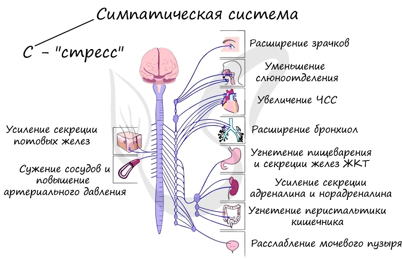 Симпатический отдел выполняет функции. Ядра парасимпатической отдела вегетативного отдела нервной системы. Вегетативная нервная система строение и функции. Симпатический отдел ВНС функции. Парасимпатическая система и симпатическая система.