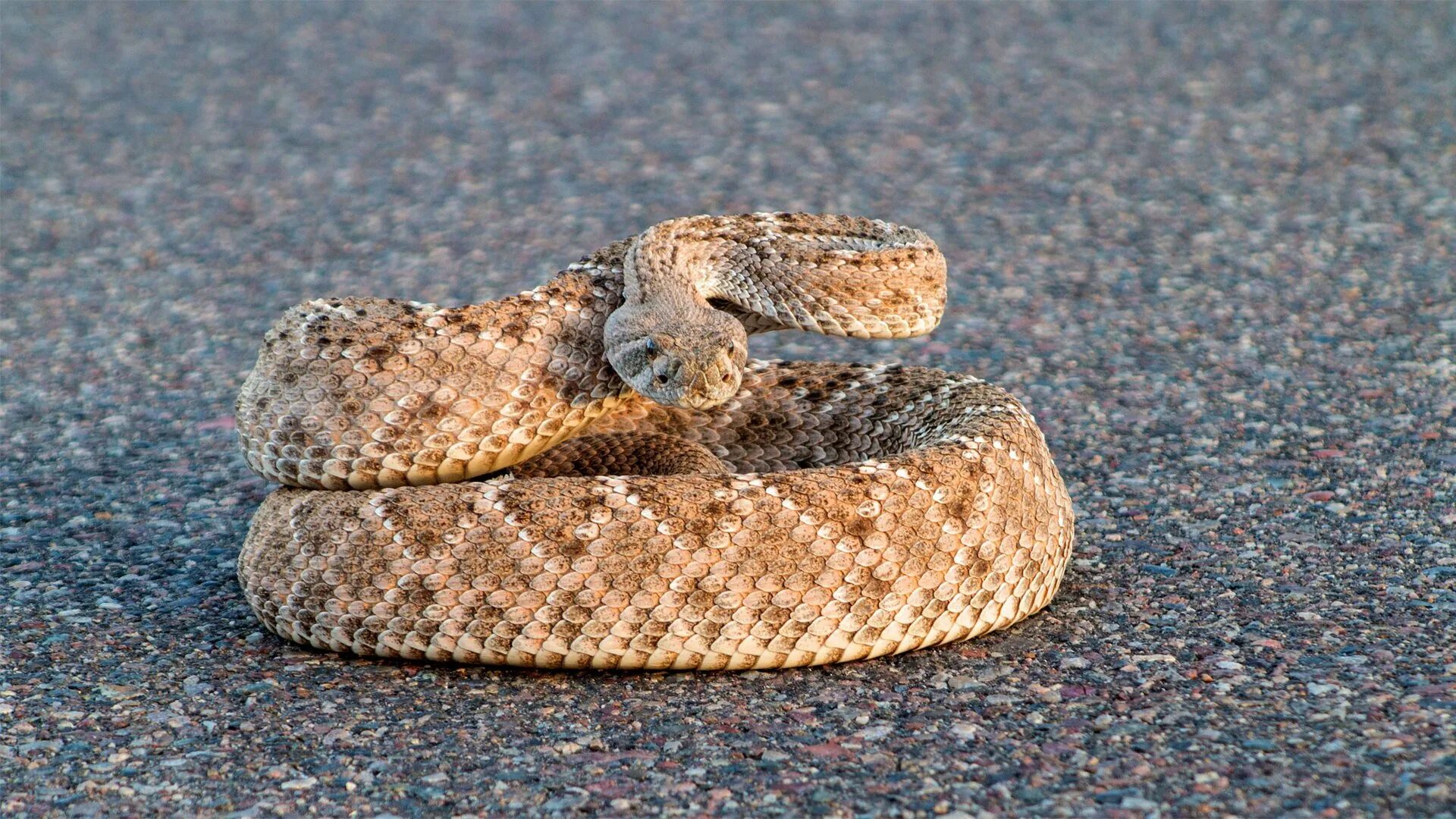 Перчатки гремучая змея. Гремучая змея (Crotalus horridus). Гребненосый гремучник. Гремучник Стеффенс. Diamondback змея.