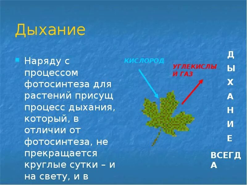 Биология 6 класс фотосинтез ответы на вопросы. Фотосинтез кроссворд 6 класс биология. Кроссворд на тему фотосинтез и дыхание растений. Кроссворд на тему дыхание растений. Кроссворд на тему фотосинтез.