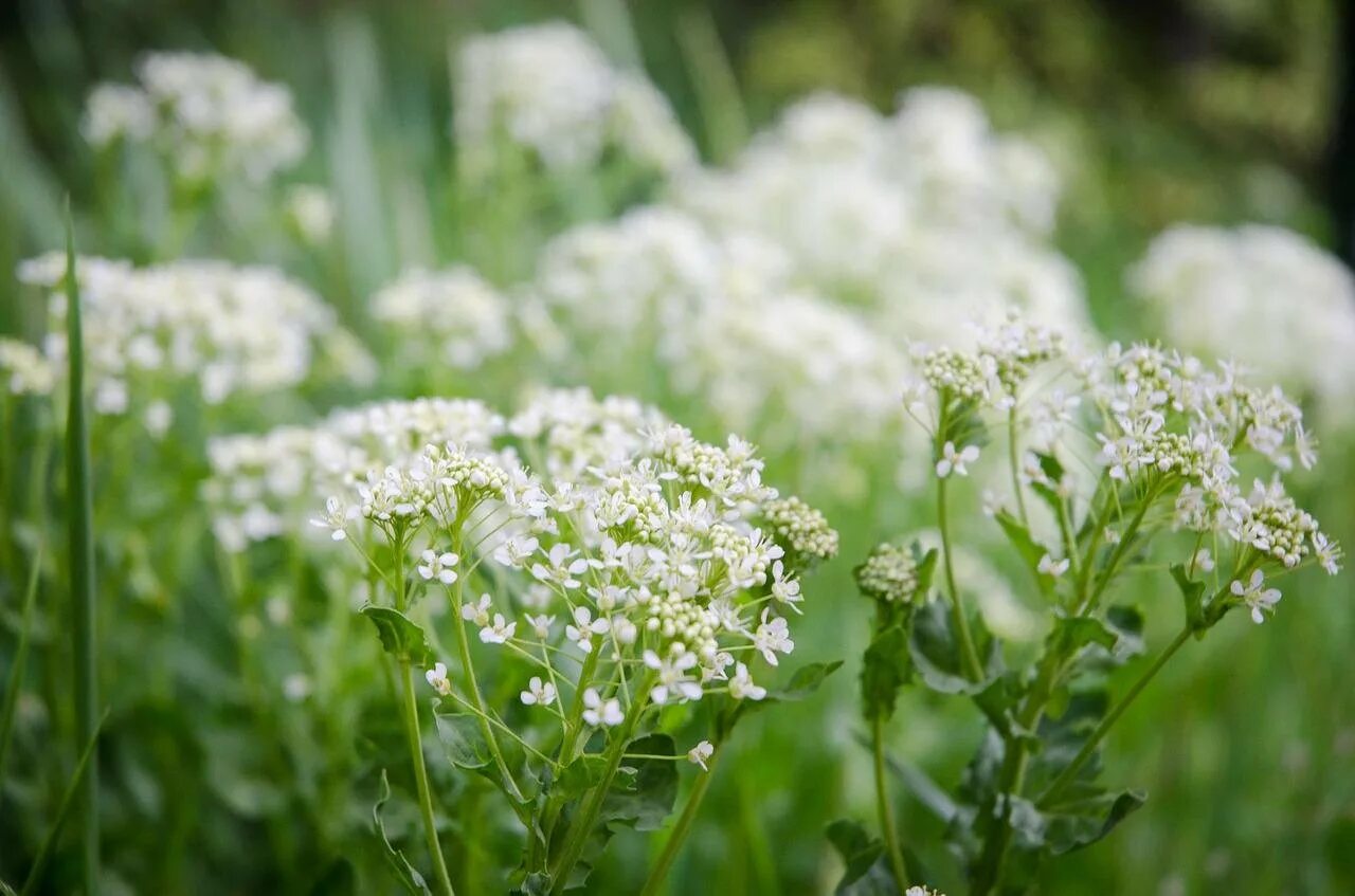 Achillea millefolium, white yarrow. Белая трава луговая. Тысячелистник уайт бьюти. Зонтичные кашка полевая. Астер луговой белый.