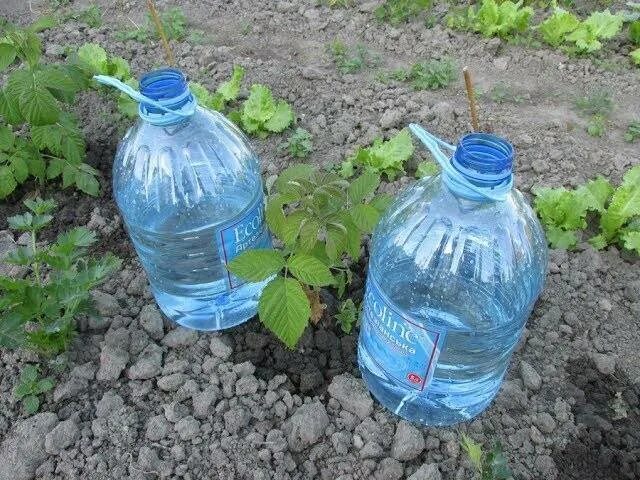 Капельный полив пластиковыми бутылками. Полив из 5 литровых пластиковых бутылок капельный. 5. Капельный полив из пластиковых бутылок для огурцов в теплице. Капельный полив баклашка.