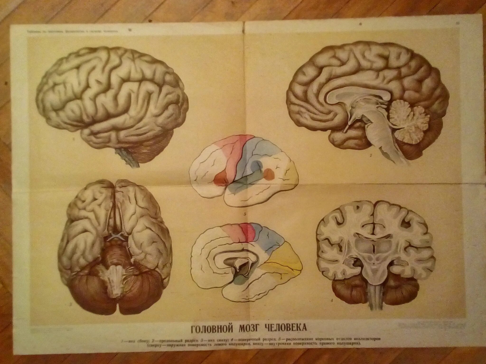 Биология мозга учебники. Анатомия мозга плакат. Плакаты по анатомии головной мозг. Плакат мозг человека. Советский плакат анатомия.