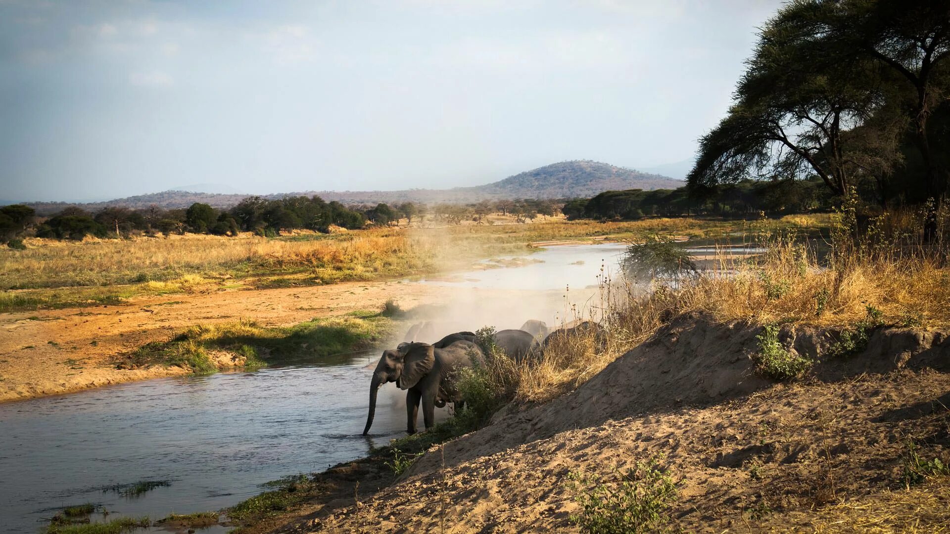 Africa com. Национальный парк Руаха в Танзании. Руаха национальные парки Танзании. Сафари Селус Танзания. Климат Руаха парк Танзании.