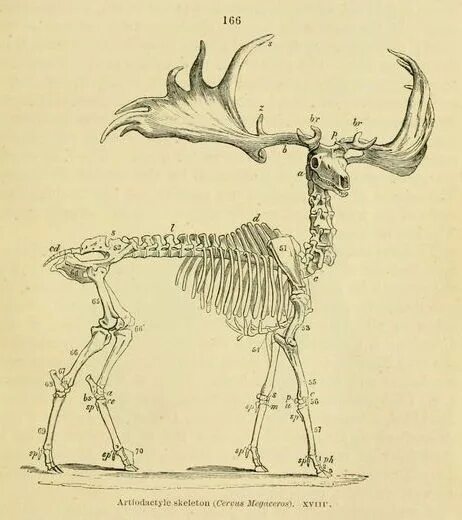 Лось кости. Скелеты животных. Скелет оленя. Кости животных эскизы. Строение скелета оленя.