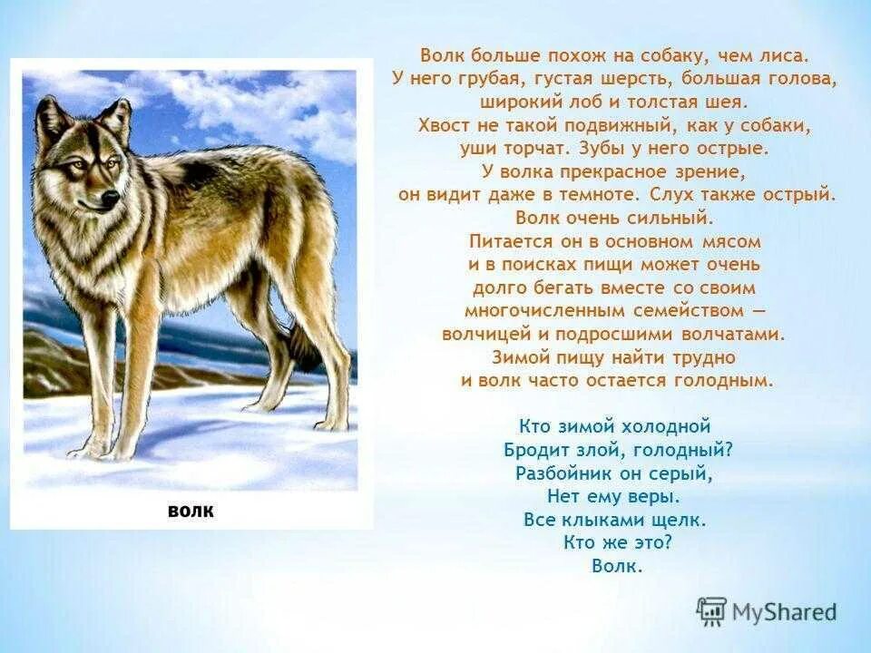 Дикие животные дома сочинение. Описание волка для детей 1 класса. Рассказ про волка. Волк описание для детей. Рассказ о волке описание.