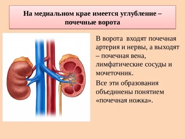 Синтопия элементов почечной ножки (спереди назад)?. Расположение сосудистой ножки почки. Почечная ножка состоит из. Ворота почки строение и функции. Почечная ножка строение.