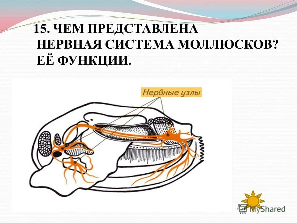 Нервная система членистоногих ракообразные. Органы чувств членистоногих ракообразных. Нервная система ракообразных. Нервная система членистоногих ракообразные. Нервная система ракообразных 7 класс биология.