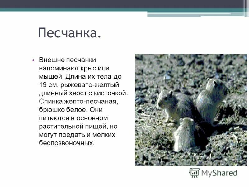 рассказ о песчанке. песчанка описание. песчанка краткое описание. песчанка информация. песчанка информация.