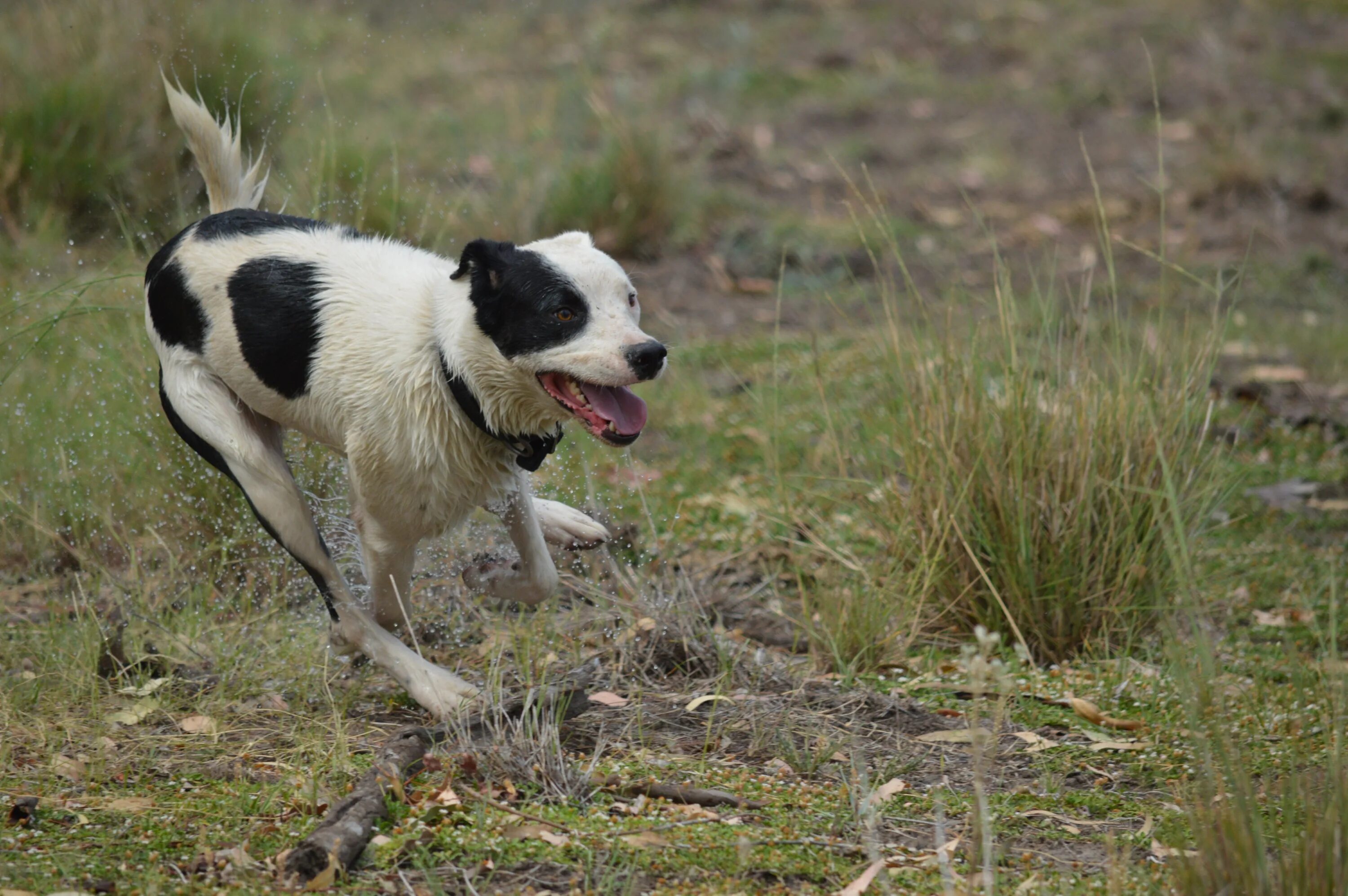 Собака играет. Щенок бежит. Собака бежит фото. Щенок играет. Run like dog