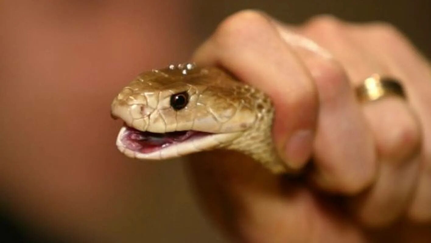 You ever seen a snake