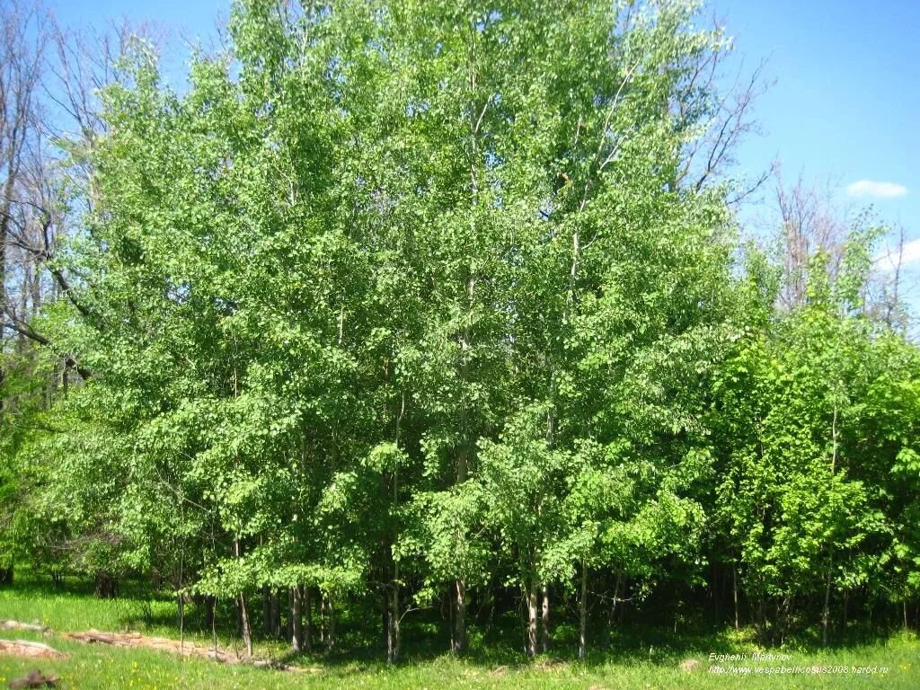 Тополь дрожащий осина. Осина обыкновенная. Осина обыкновенная (Populus tremula). Осина Сибирская. Осина тип дерева