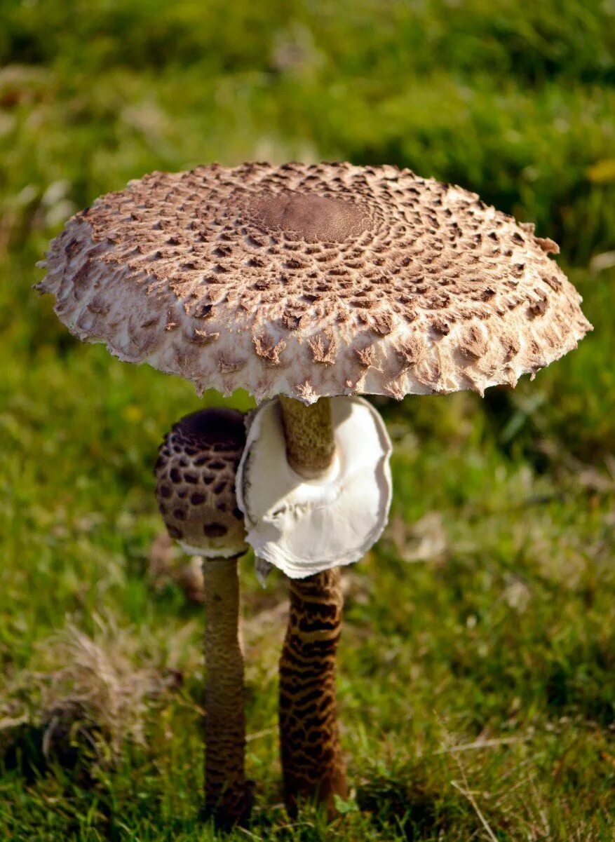 Зонтик ядовитый. Гриб зонтик поганка. Гриб-зонтик девичий (Macrolepiota puellaris). Гриб - зонтик пёстрый (Macrolepiota procera).. Грибы пестрый зонтик съедобные.