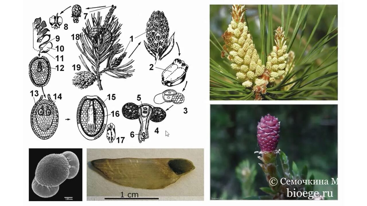 Схема опыления хвойных. Жизненный цикл голосеменных растений сосна. Размножение сосны обыкновенной. Макростробилы сосны обыкновенной. Жизненный цикл развития сосны обыкновенной.