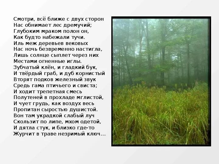 Стихотворение про лес. Стихотворение дремучий лес. Несколько стихов с лесом. Выражение дремучий лес.