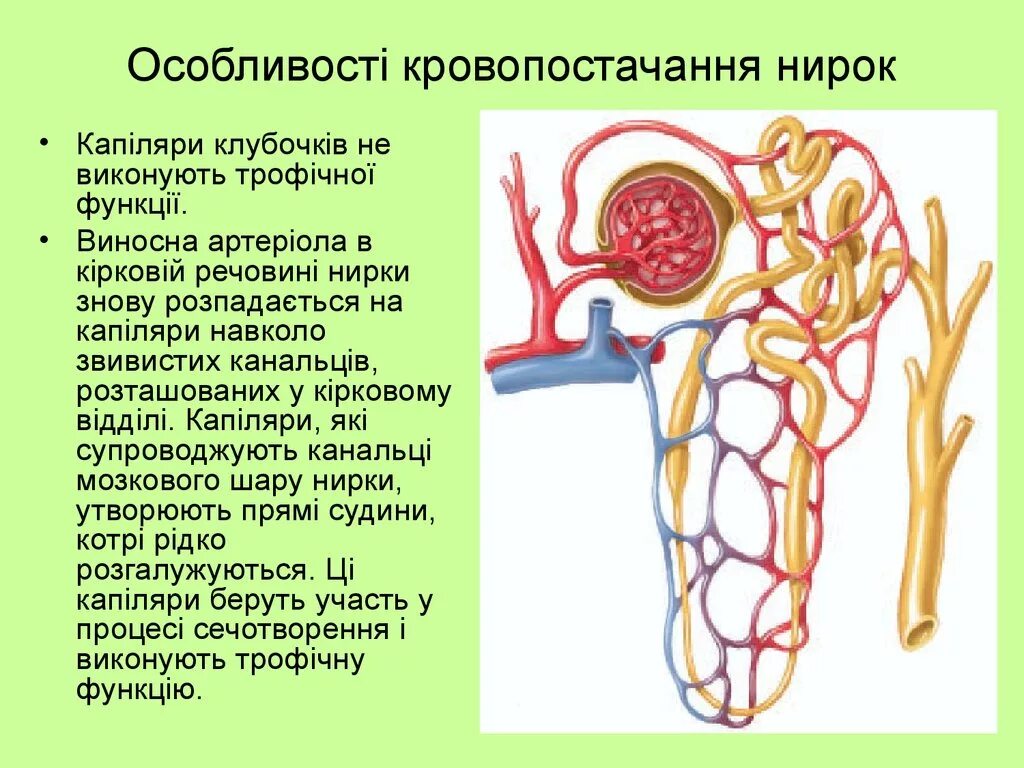 Особенности кровеносной системы почек. Система кровоснабжения почки. Особенности строения кровеносной системы почки. Особенности кровеносной системы мочек. Функция почечной артерии