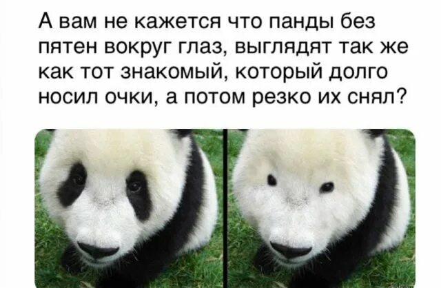 Панда без кругов. Панда без пятен. Панда без черных. Панда без черных пятен. Панда без черных кругов под глазами.