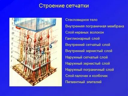Слои нервной
