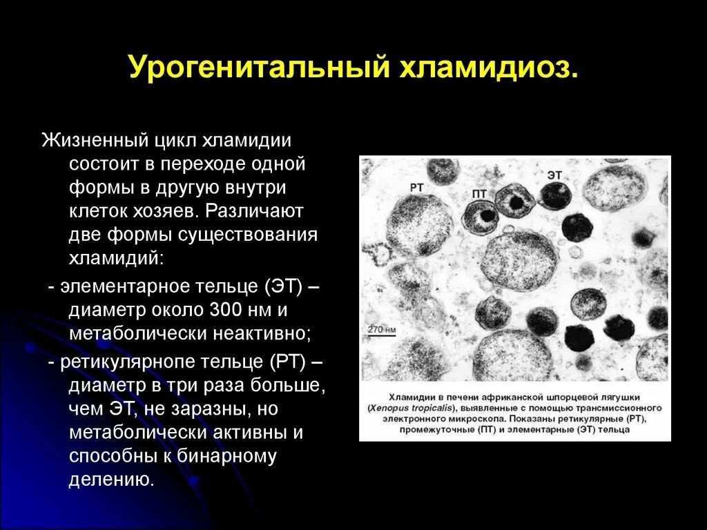 Хламидии как выглядят. Возбудитель хламидии микробиология. Жизненный цикл хламидии микробиология. Инфекционная форма хламидии. Хламидии строение клетки.