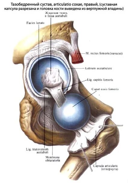 Связка головки. Связки тазобедренного сустава анатомия. Суставная капсула тазобедренного сустава анатомия. Тазобедренный сустав, articulatio Coxae,. Тазобедренный сустав Ligamentum transversum acetabuli.