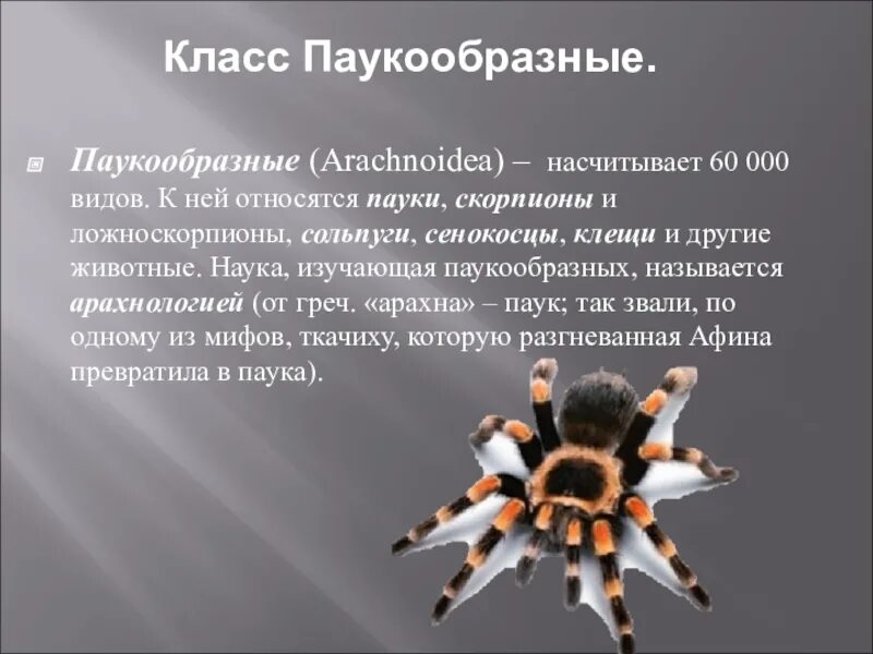 Паук относится к паукообразным. Паукообразные 7 класс биология. Презентация паукообразные 7 класс биология. Класс паукообразные презентация. Общая характеристика паукообразных.