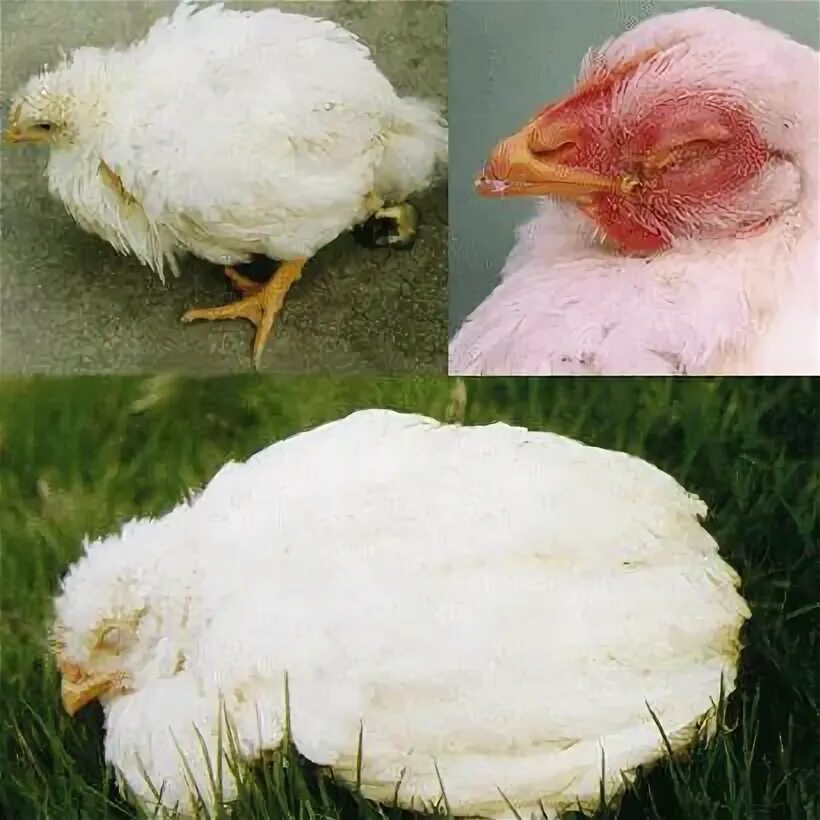 Цыплята поносят что делать. Болезнь птицы колибактериоз. Болезнь птиц кокцидиоз.