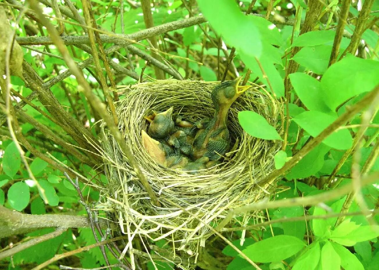 Какие птицы гнездятся. Гнездо Болотной камышевки. Садовая Камышовка гнездо. Камышовка яйца гнездо. Гнездо вьюрка.