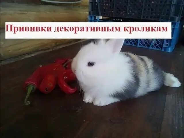 Схема прививок кроликам. Прививки декоративным кроликам. Прививка кролику декоративному. Вакцинация кроликов вгбк и миксоматоз. Вакцинация кроликов вгбк и миксоматоз.